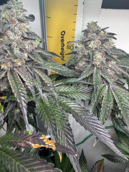 High Society by Compound Genetics. Week 16 - Day 72