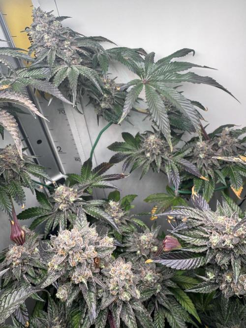 High Society by Compound Genetics. Week 16 - Day 72