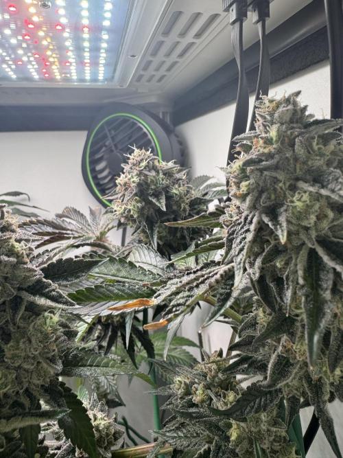 High Society by Compound Genetics. Week 16 - Day 72