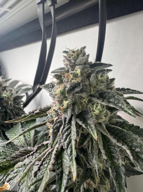 High Society by Compound Genetics. Week 16 - Day 72
