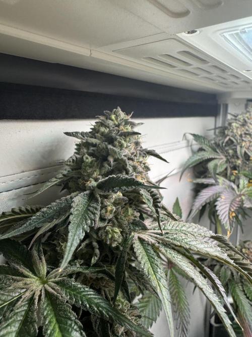 High Society by Compound Genetics. Week 16 - Day 72