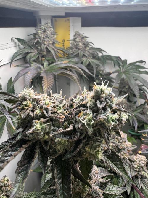 High Society by Compound Genetics. Week 16 - Day 72