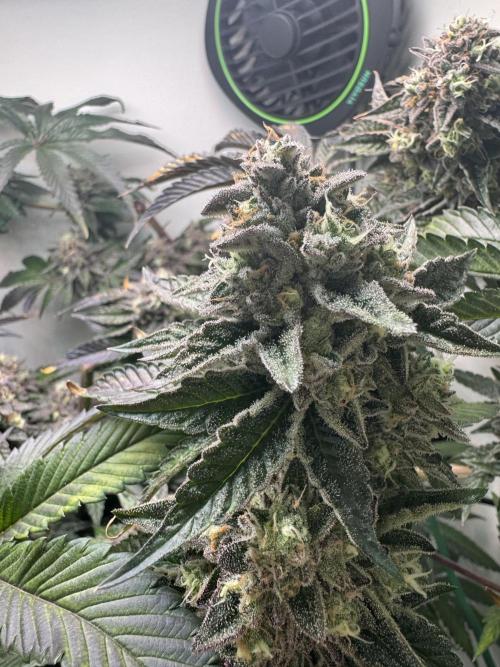 High Society by Compound Genetics. Week 16 - Day 72