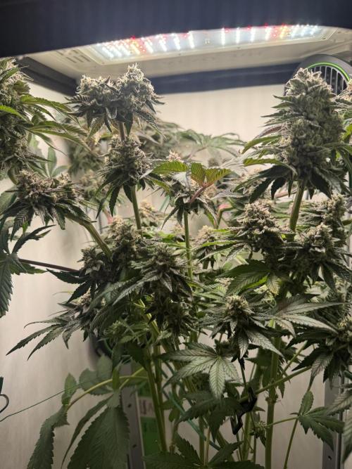 High Society by Compound Genetics. Week 16 - Day 72