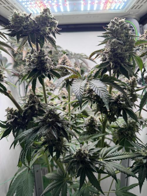 High Society by Compound Genetics. Week 17 - Day 83