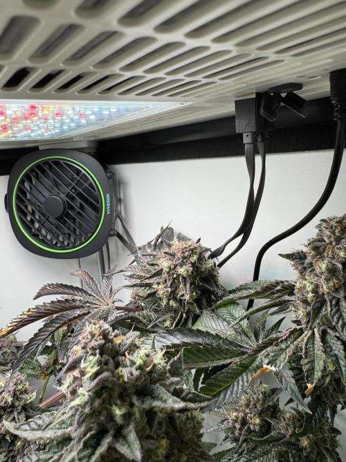 High Society by Compound Genetics. Week 17 - Day 83