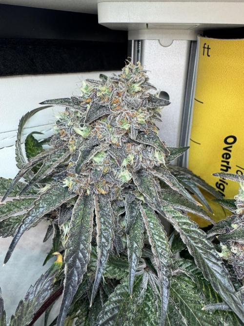 High Society by Compound Genetics. Week 17 - 09/June 2026: Day 83