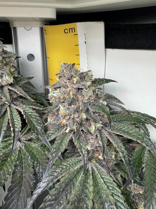 High Society by Compound Genetics. Week 17 - Day 83