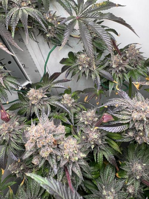 High Society by Compound Genetics. Week 17 - Day 83