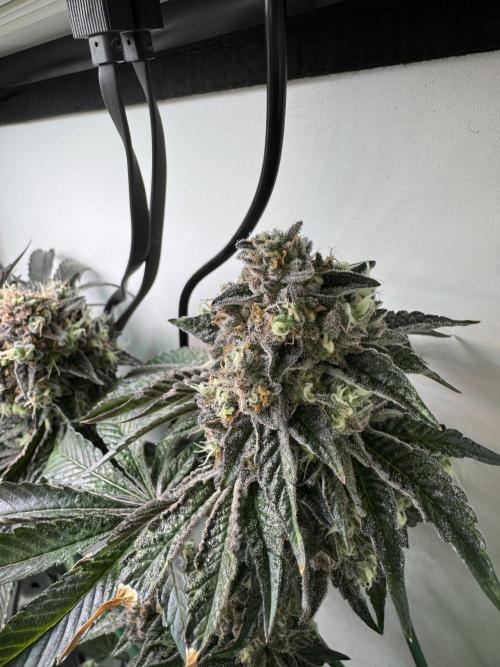 High Society by Compound Genetics. Week 17 - Day 83