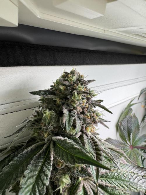 High Society by Compound Genetics. Week 17 - Day 83