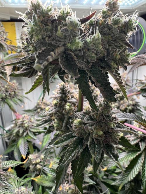 High Society by Compound Genetics. Week 17 - Day 83