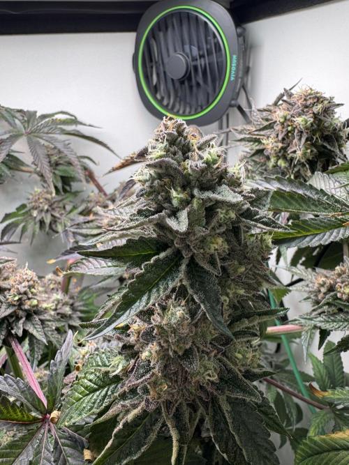 High Society by Compound Genetics. Week 17 - Day 83