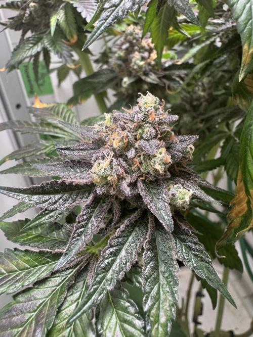 High Society by Compound Genetics. Week 19 - Day 94