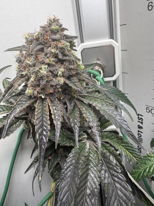 High Society by Compound Genetics. Week 19 - Day 94