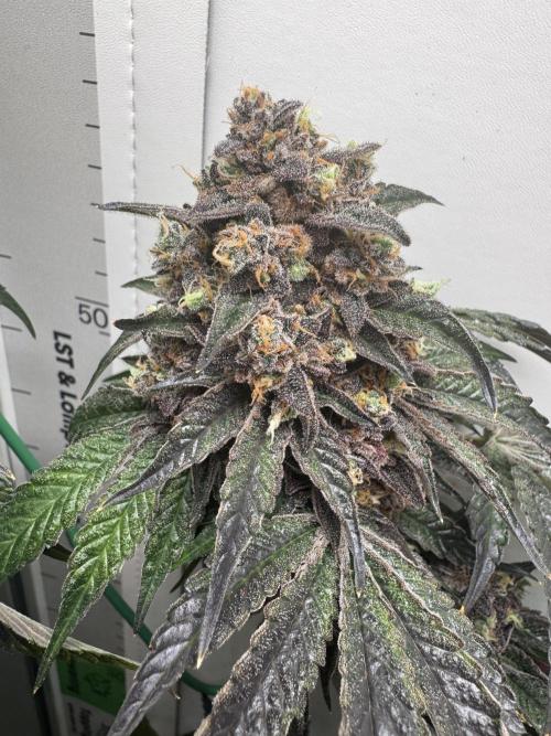 High Society by Compound Genetics. Week 19 - Day 94