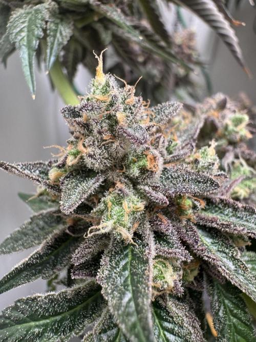 High Society by Compound Genetics. Week 19 - Day 94