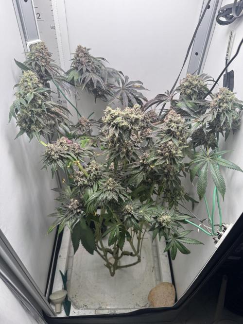 High Society. Week 19