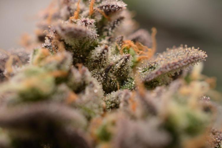 High Society by Compound Genetics. Week 19 - Day 94
