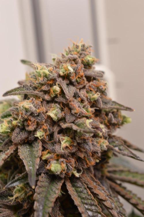 High Society by Compound Genetics. Week 19 - Day 94