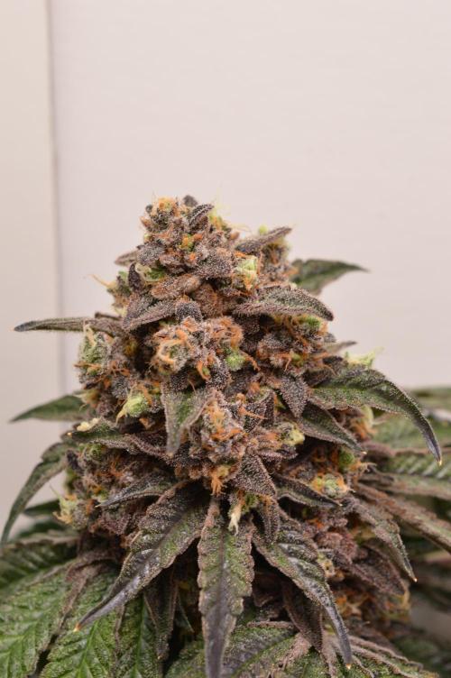High Society by Compound Genetics. Week 19 - 20/June 2026: Day 94