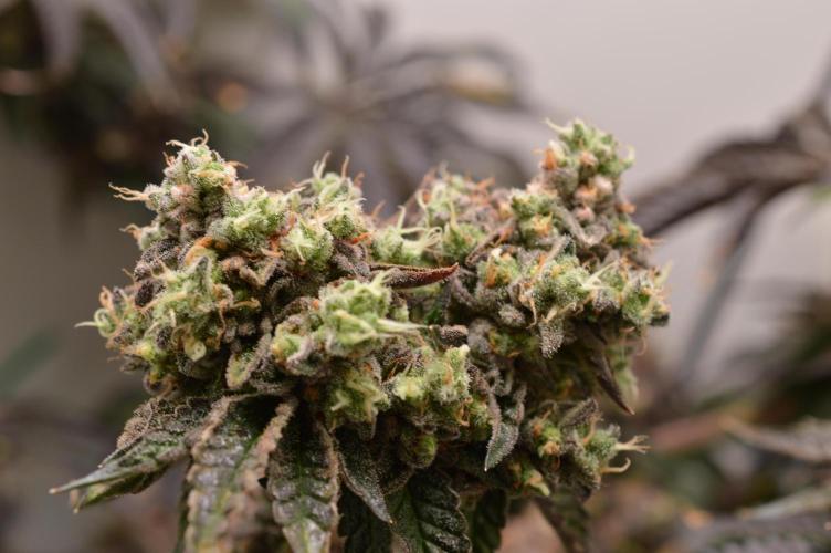 High Society by Compound Genetics. Week 19 - Day 94
