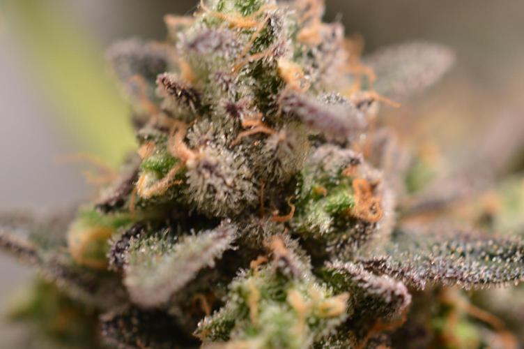 High Society by Compound Genetics. Week 19 - Day 94