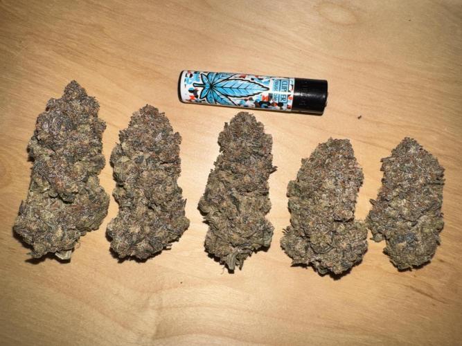 High Society by Compound Genetics. Week 20 - Size of head buds