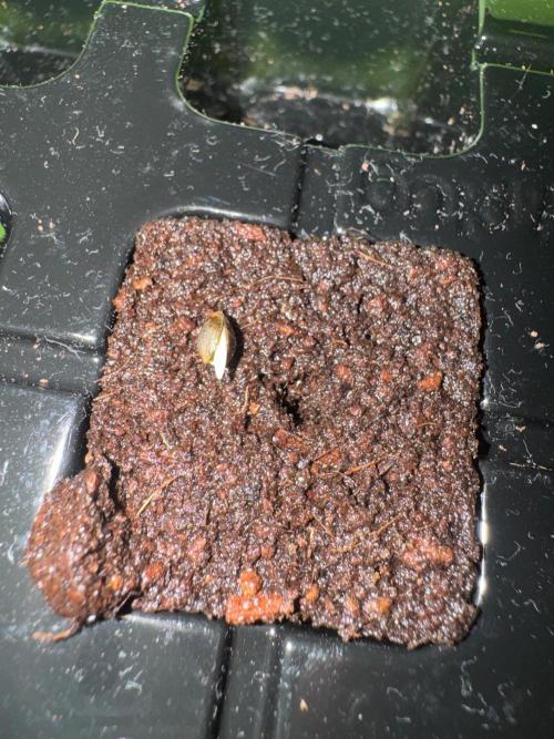 Puff Pastry by Humboldt Seed Co.. Week 0 - 30/July 2026