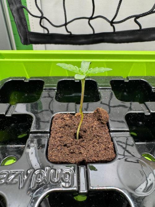 Puff Pastry by Humboldt Seed Co.. Week 1 - Day 2