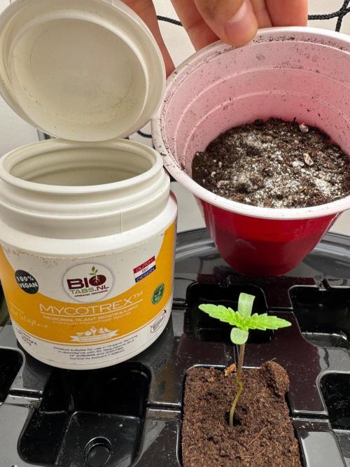 Puff Pastry by Humboldt Seed Co.. Week 1 - Day 2
