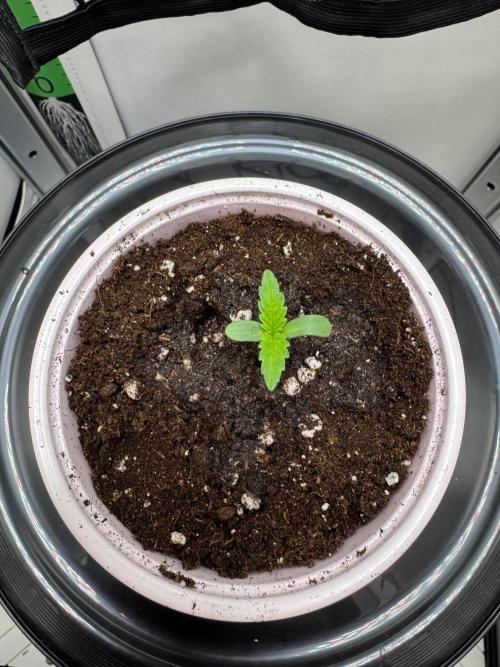 Puff Pastry by Humboldt Seed Co.. Week 1 - Day 2