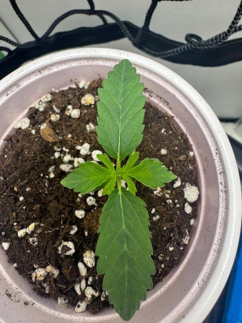 Puff Pastry by Humboldt Seed Co.. Week 1 - 10/August 2026: Day 8