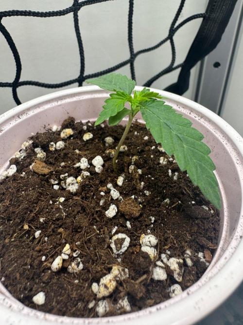 Puff Pastry by Humboldt Seed Co.. Week 1 - Day 8