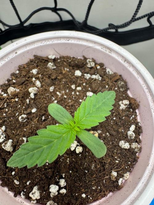 Puff Pastry by Humboldt Seed Co.. Week 1 - 07/August 2026: Day 5