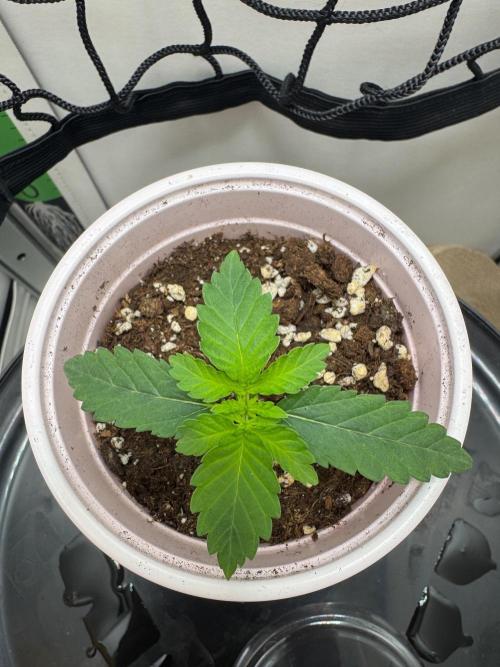 Puff Pastry by Humboldt Seed Co.. Week 2 - 12/August 2026: Day 10