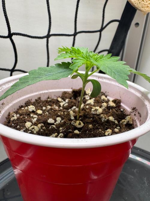 Puff Pastry by Humboldt Seed Co.. Week 2 - Day 10