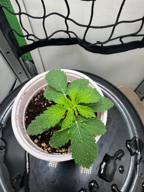 Puff Pastry by Humboldt Seed Co.. Week 2 - 15/August 2026: Day 13