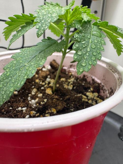 Puff Pastry by Humboldt Seed Co.. Week 2 - Day 13