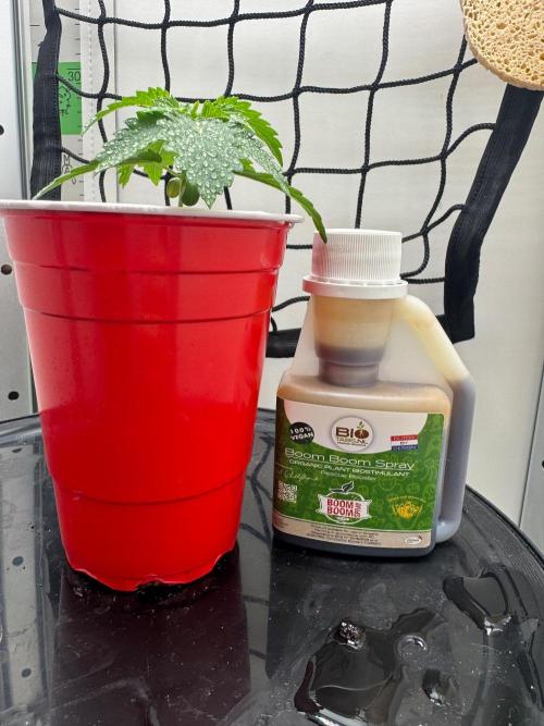 Puff Pastry by Humboldt Seed Co.. Week 2 - Day 13