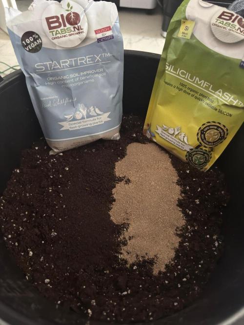 Puff Pastry by Humboldt Seed Co.. Week 3 - I love preparing soil with dry amendments