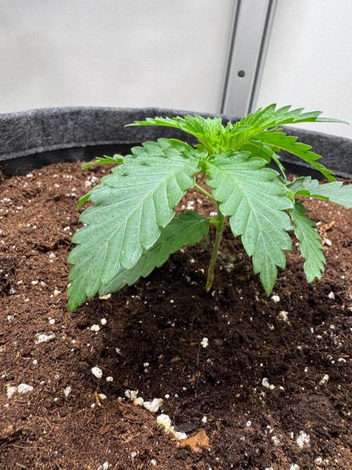 Puff Pastry by Humboldt Seed Co.. Week 3 - Day 16