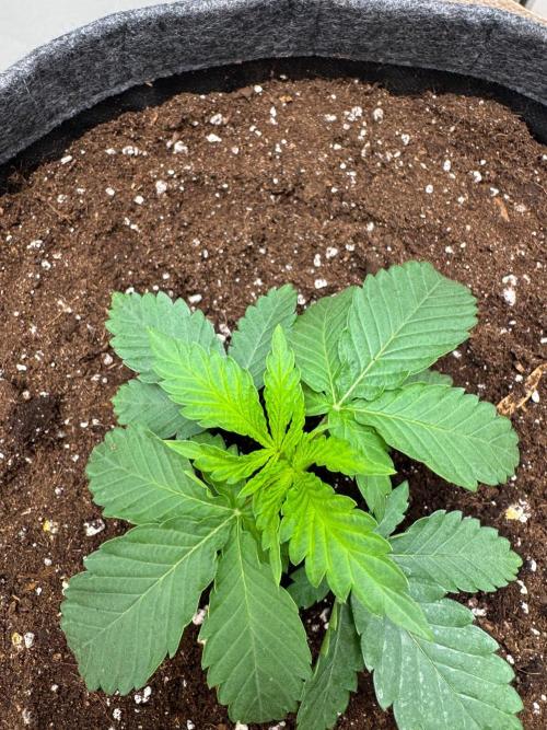 Puff Pastry by Humboldt Seed Co.. Week 3 - Day 16