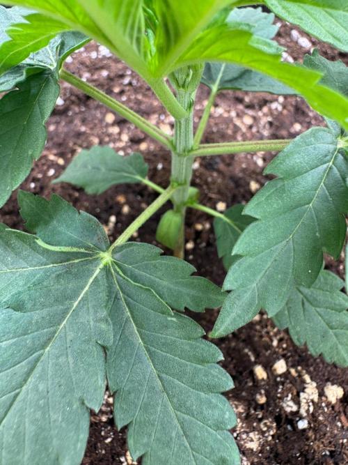 Puff Pastry by Humboldt Seed Co.. Week 3 - Day 18
