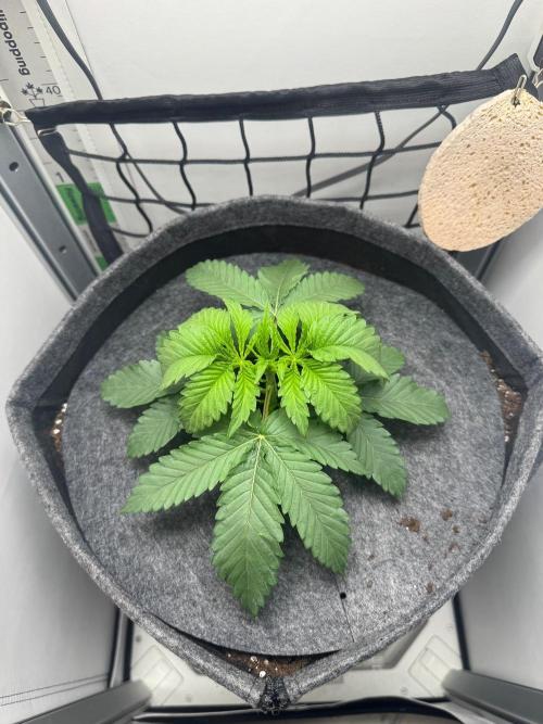 Puff Pastry by Humboldt Seed Co.. Week 3 - 23/August 2026: Day 21