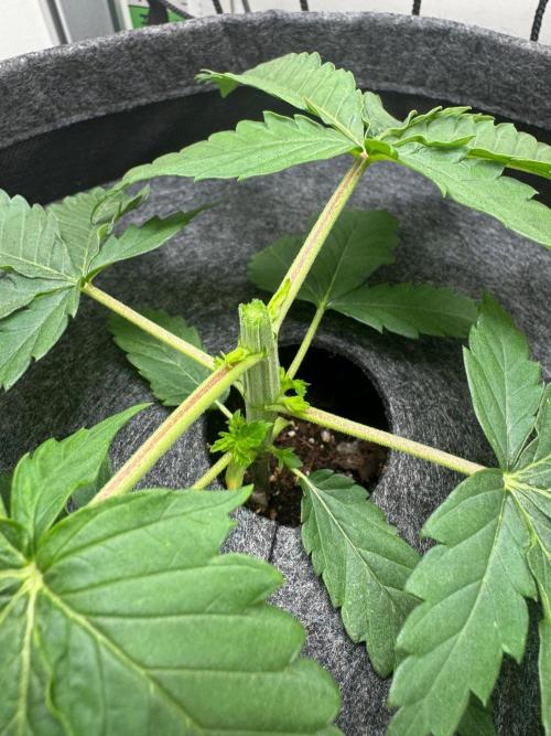 Puff Pastry by Humboldt Seed Co.. Week 3 - Day 21