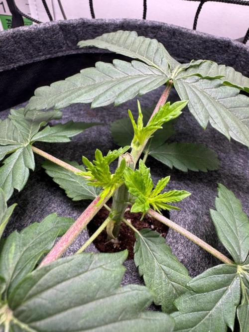 Puff Pastry by Humboldt Seed Co.. Week 3 - 25/August 2026: Day 23