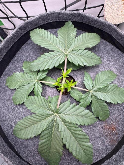 Puff Pastry by Humboldt Seed Co.. Week 3 - Day 23
