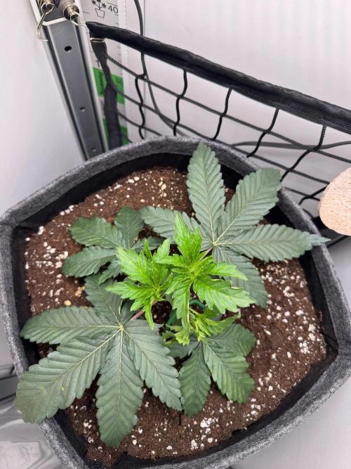 Puff Pastry by Humboldt Seed Co.. Week 4 - 27/August 2026: Day 25