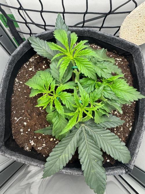 Puff Pastry by Humboldt Seed Co.. Week 4 - 30/August 2026: Day 28